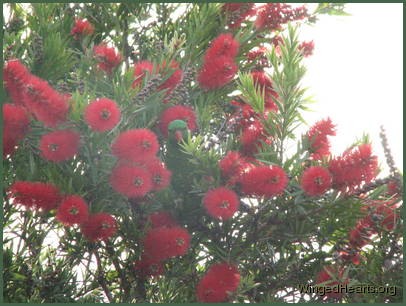 Scaly-breasted lorikeet friends