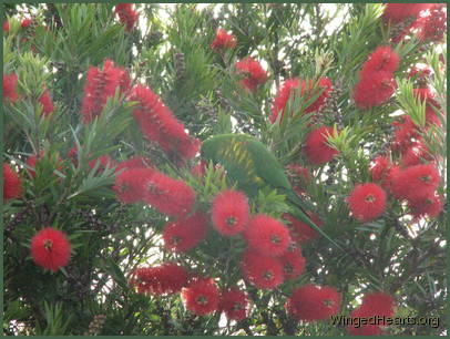 Scaly-breasted lorikeet friends