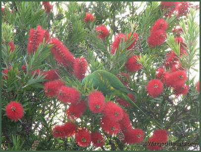 Scaly-breasted lorikeet friends