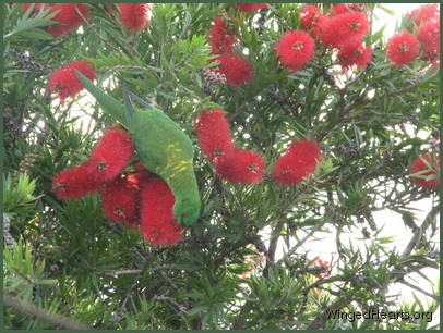 Scaly-breasted lorikeet friends