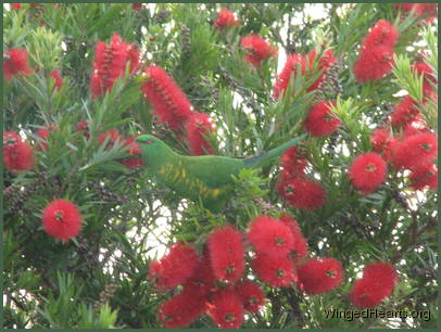 Scaly-breasted lorikeet friends