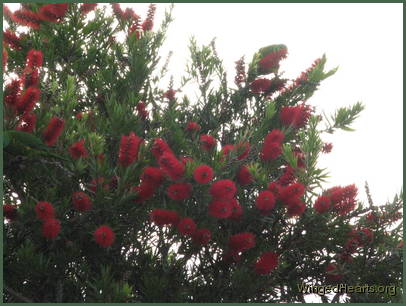 Scaly-breasted lorikeet friends