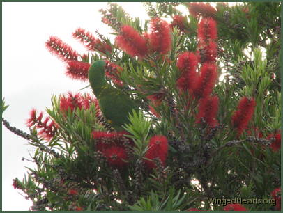 Scaly-breasted lorikeet friends