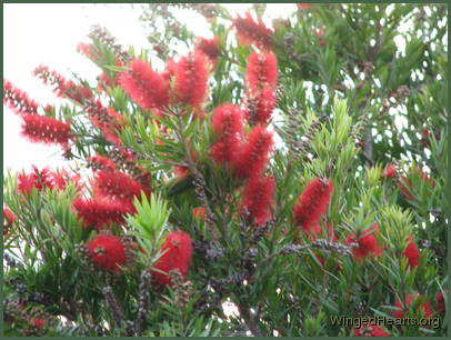 Scaly-breasted lorikeet friends