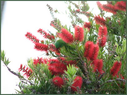 Scaly-breasted lorikeet friends