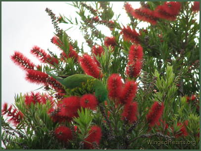 Scaly-breasted lorikeet friends