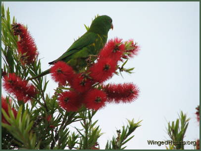 Scaly-breasted lorikeet friends