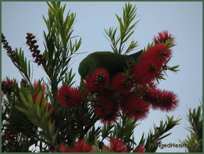 Scaly-breasted lorikeet friends