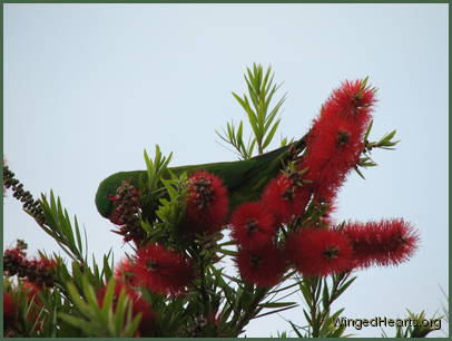 Scaly-breasted lorikeet friends