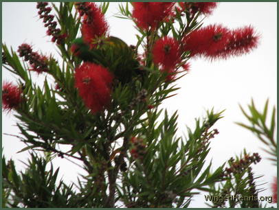 Scaly-breasted lorikeet friends