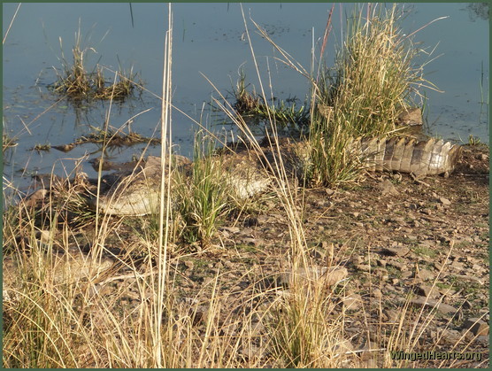 crocodiles at ranthambore