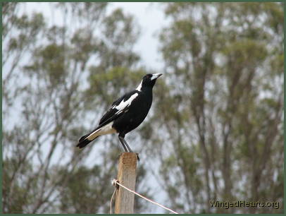 Maggie magpies sitting on the post