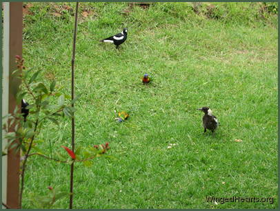 The magpies and butcherbirds are happy to say hello