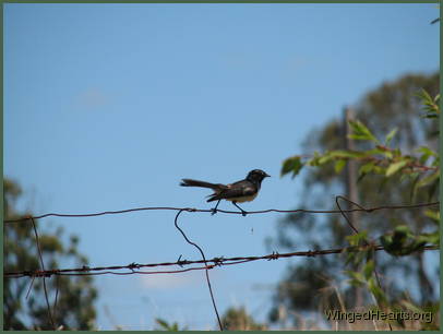A willy-wagtail sitting on a fence