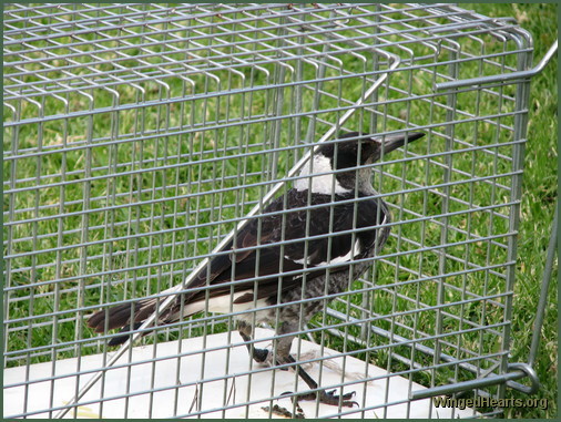 magpies - in cage - needing help