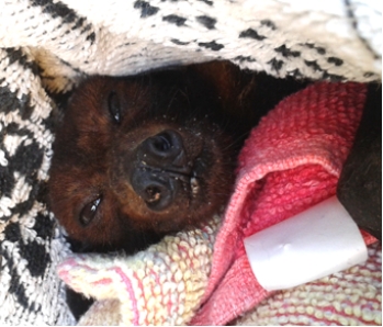 Rescued red flying fox