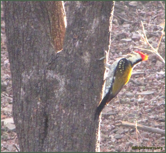 woodpecker at Ranthambore National Park